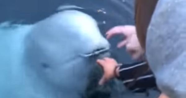 Quando un beluga è più gentile delle persone