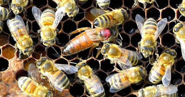 Taiwan, le brucia un occhio e i medici ci trovano 4 api vive
